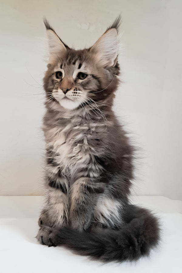 Diamant | Maine Coon Kitten