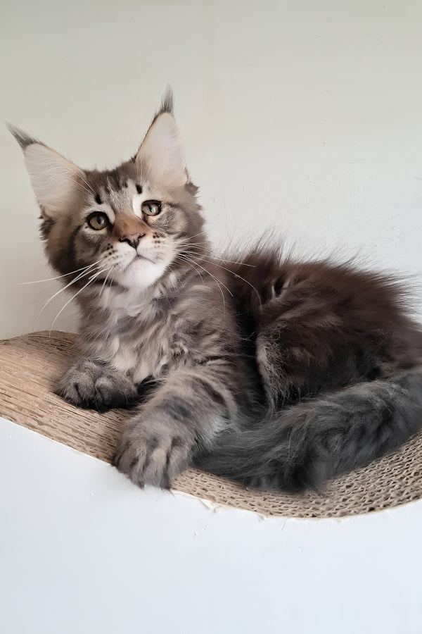 Diamant | Maine Coon Kitten