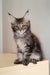 Diamant | Maine Coon Kitten