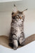 Diamant | Maine Coon Kitten