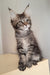 Diamant | Maine Coon Kitten