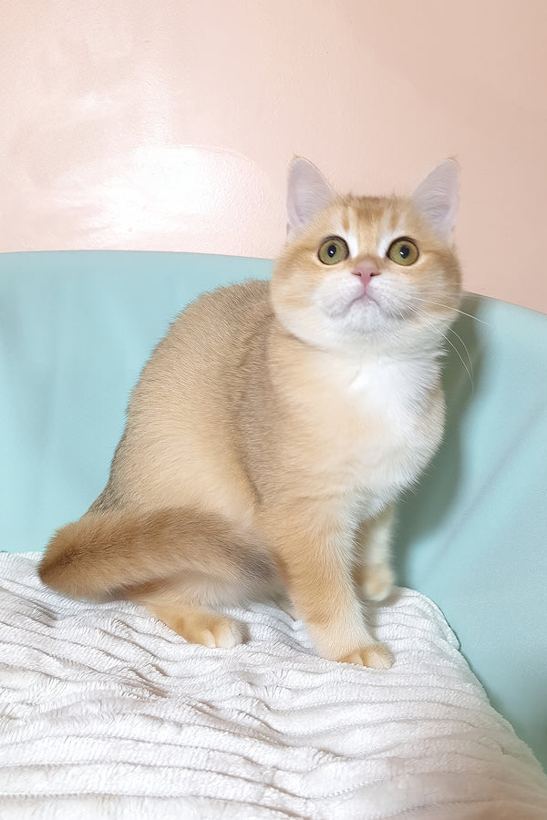 Diana | British Shorthair Kitten