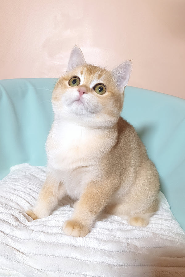 Diana | British Shorthair Kitten