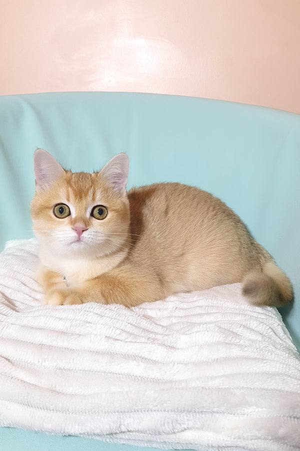 Diana | British Shorthair Kitten