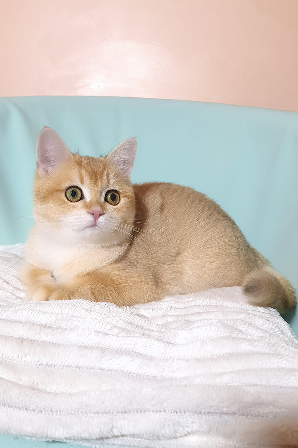 Diana | British Shorthair Kitten