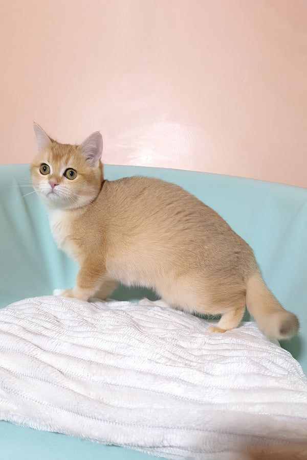 Diana | British Shorthair Kitten