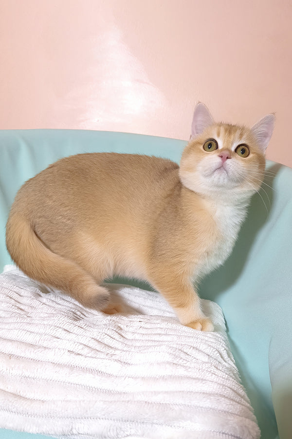 Diana | British Shorthair Kitten