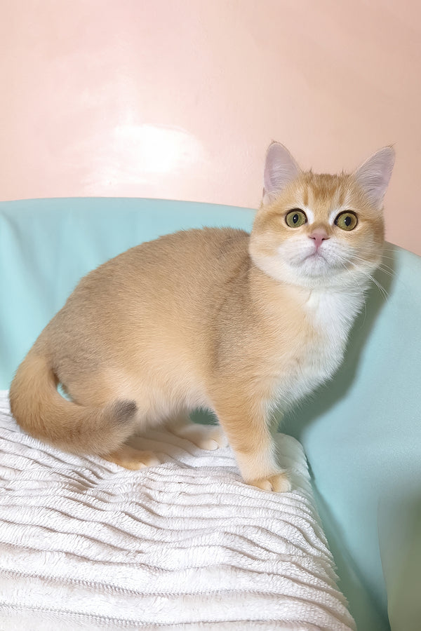 Diana | British Shorthair Kitten