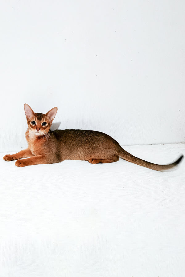 Douglas | Abyssinian Kitten