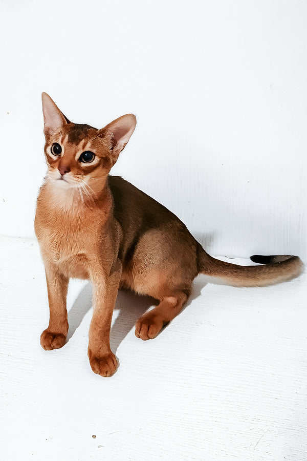 Douglas | Abyssinian Kitten