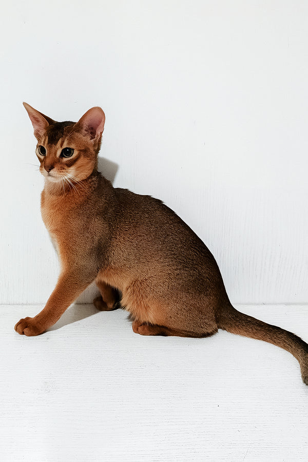 Douglas | Abyssinian Kitten