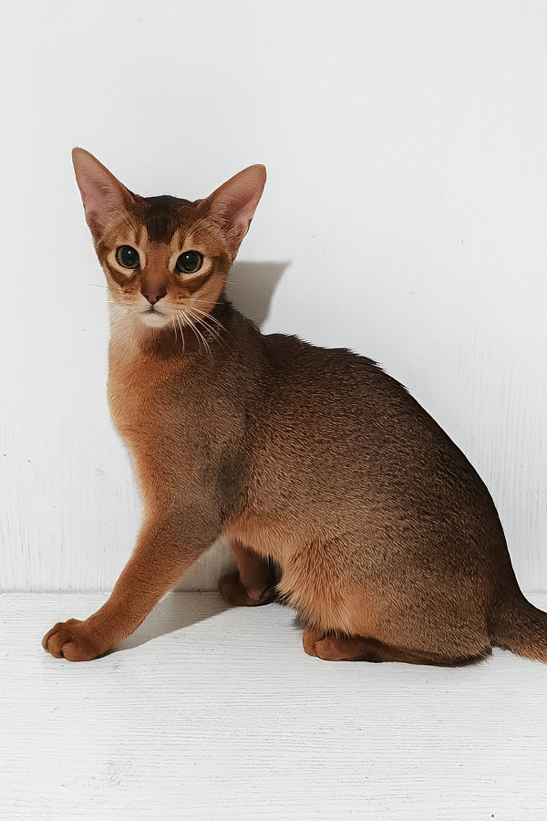 Douglas | Abyssinian Kitten