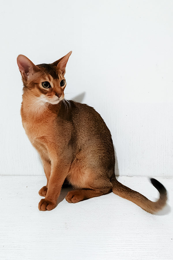 Douglas | Abyssinian Kitten