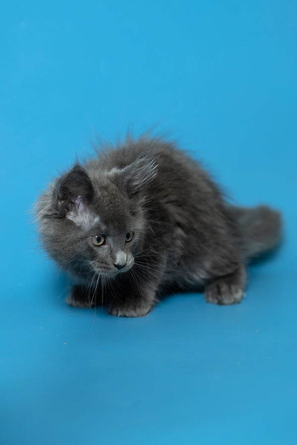 Duncan | Maine Coon Kitten