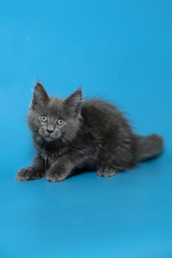 Duncan | Maine Coon Kitten