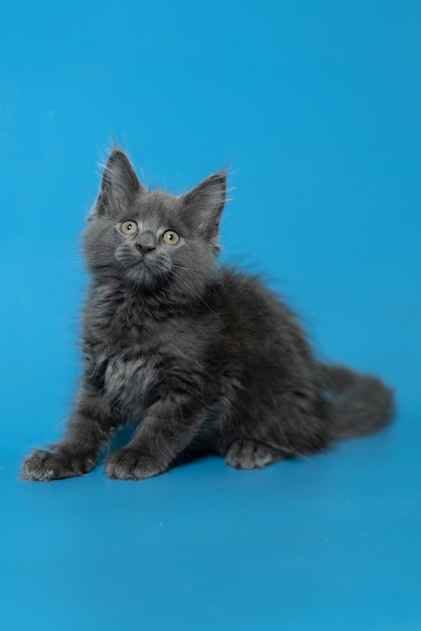 Duncan | Maine Coon Kitten