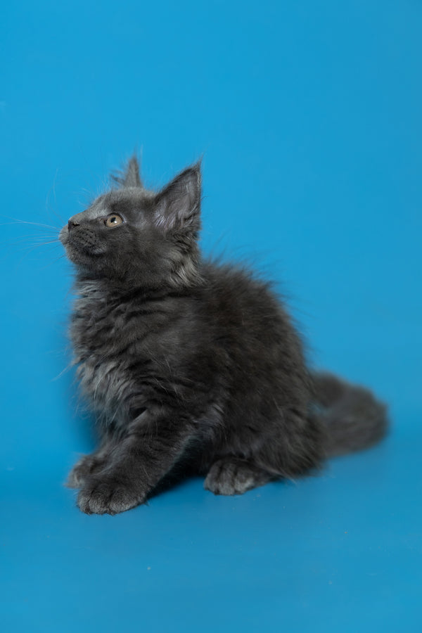 Duncan | Maine Coon Kitten