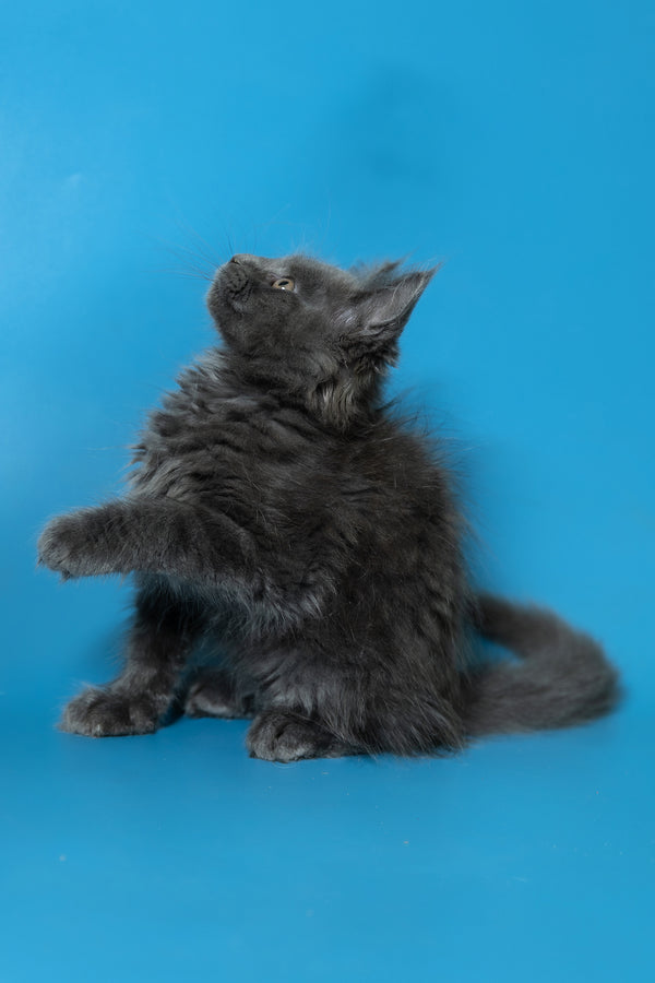 Duncan | Maine Coon Kitten