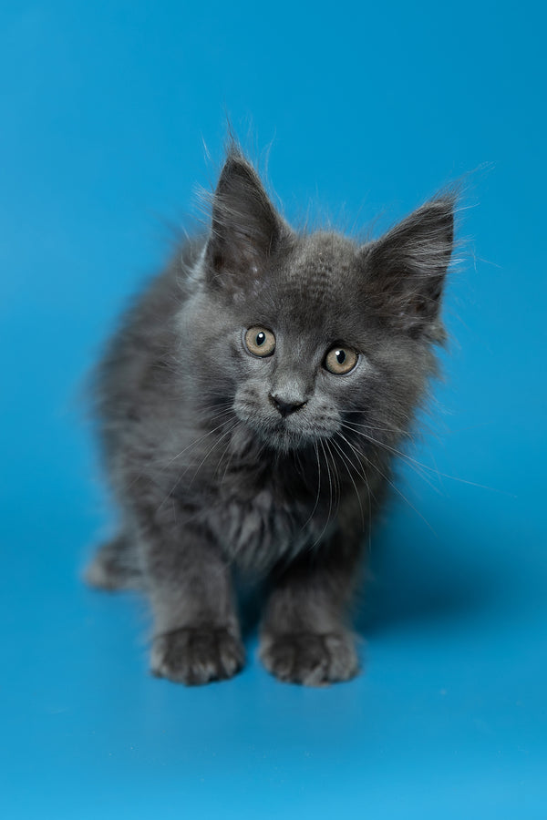 Duncan | Maine Coon Kitten