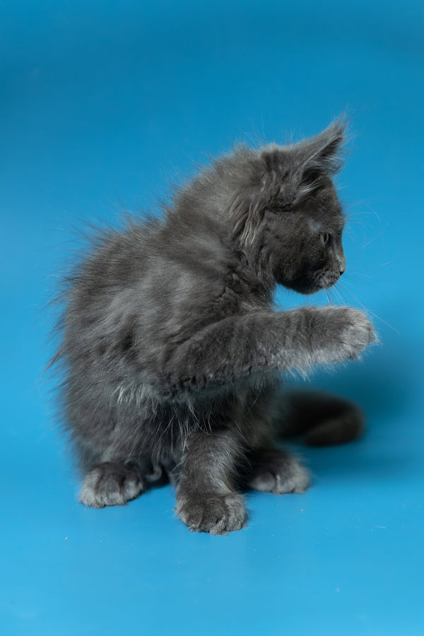Duncan | Maine Coon Kitten