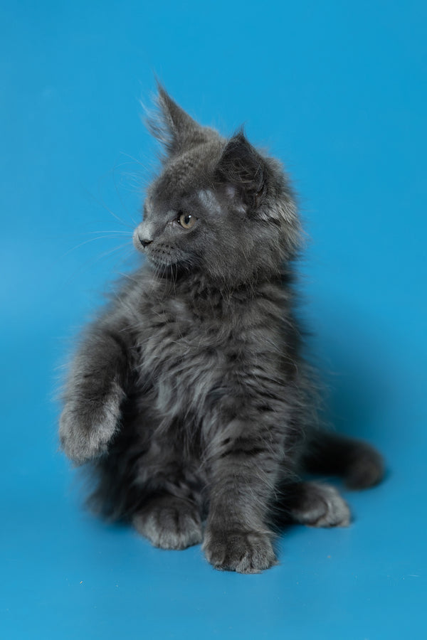 Duncan | Maine Coon Kitten
