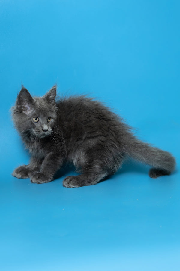 Duncan | Maine Coon Kitten