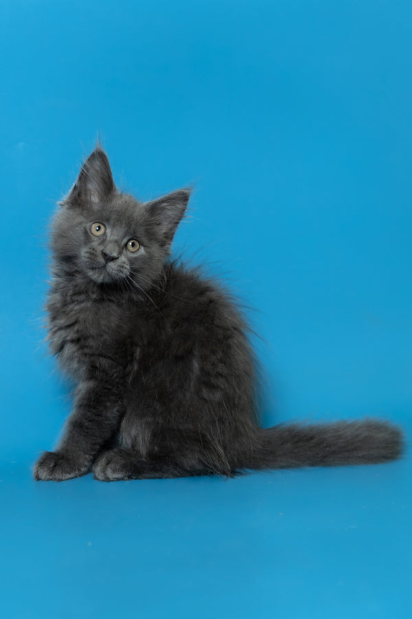 Duncan | Maine Coon Kitten