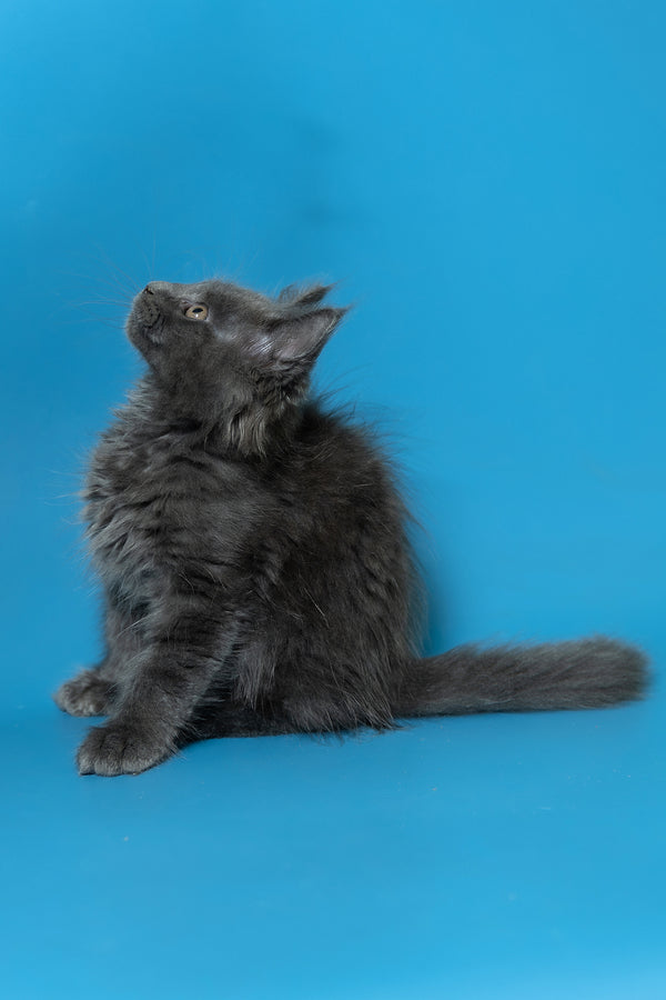 Duncan | Maine Coon Kitten