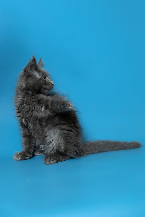 Duncan | Maine Coon Kitten