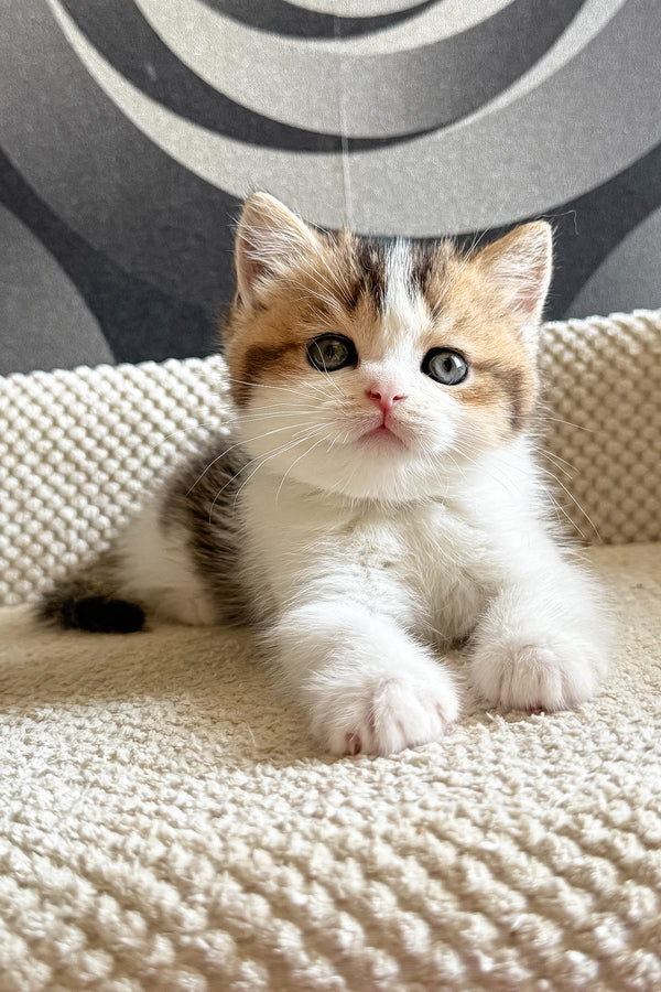 Lyra | British Shorthair Kitten