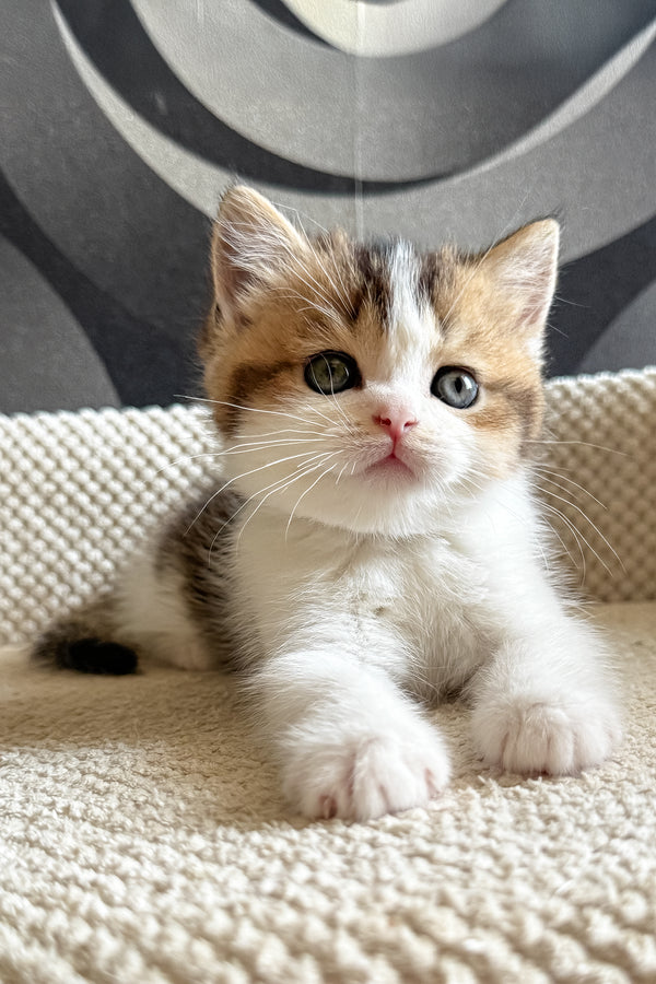 Lyra | British Shorthair Kitten