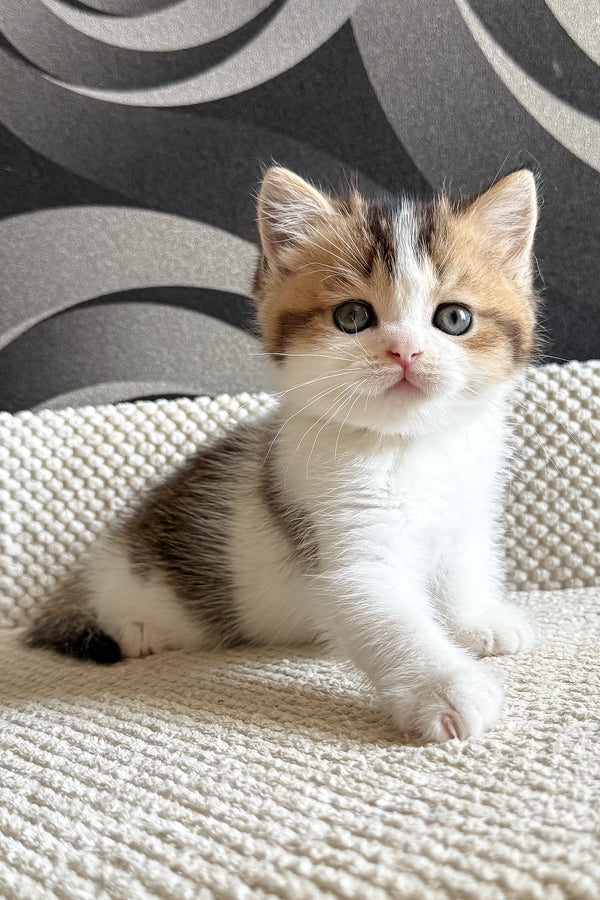 Lyra | British Shorthair Kitten