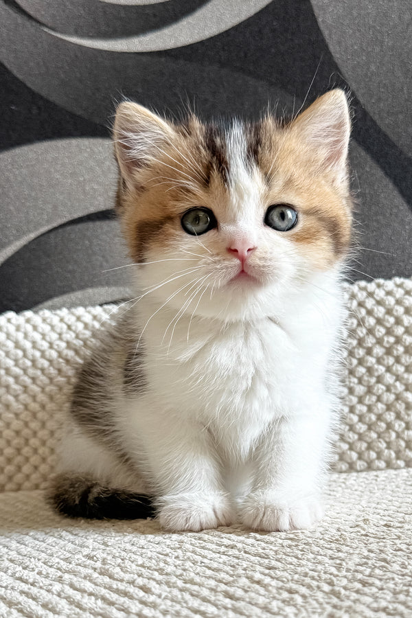 Lyra | British Shorthair Kitten