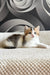 Lyra | British Shorthair Kitten