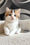Lyra | British Shorthair Kitten