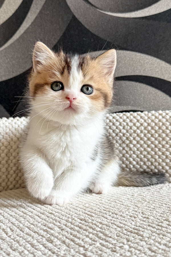 Lyra | British Shorthair Kitten