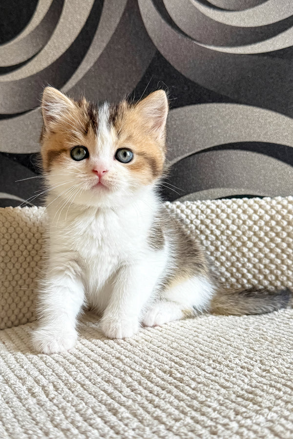 Lyra | British Shorthair Kitten