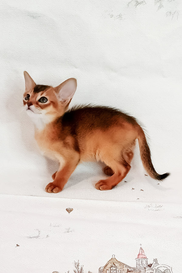 Douglas | Abyssinian Kitten