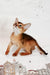 Douglas | Abyssinian Kitten