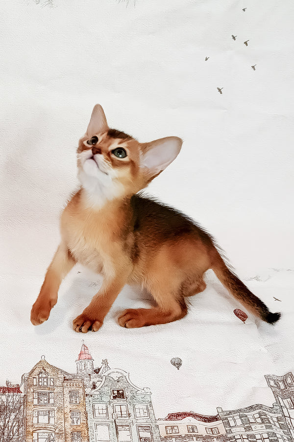 Douglas | Abyssinian Kitten