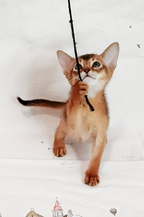 Douglas | Abyssinian Kitten