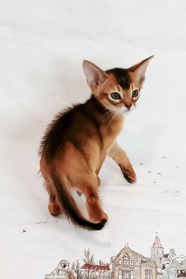 Douglas | Abyssinian Kitten