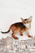 Douglas | Abyssinian Kitten