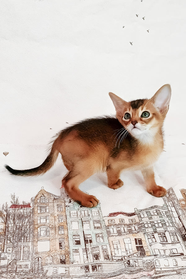 Douglas | Abyssinian Kitten