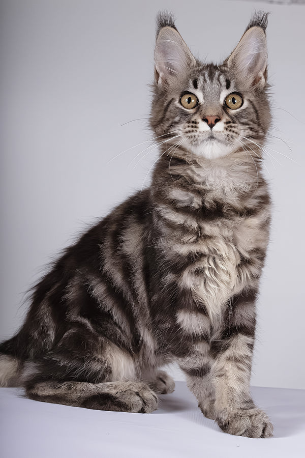 Lina | Maine Coon Kitten