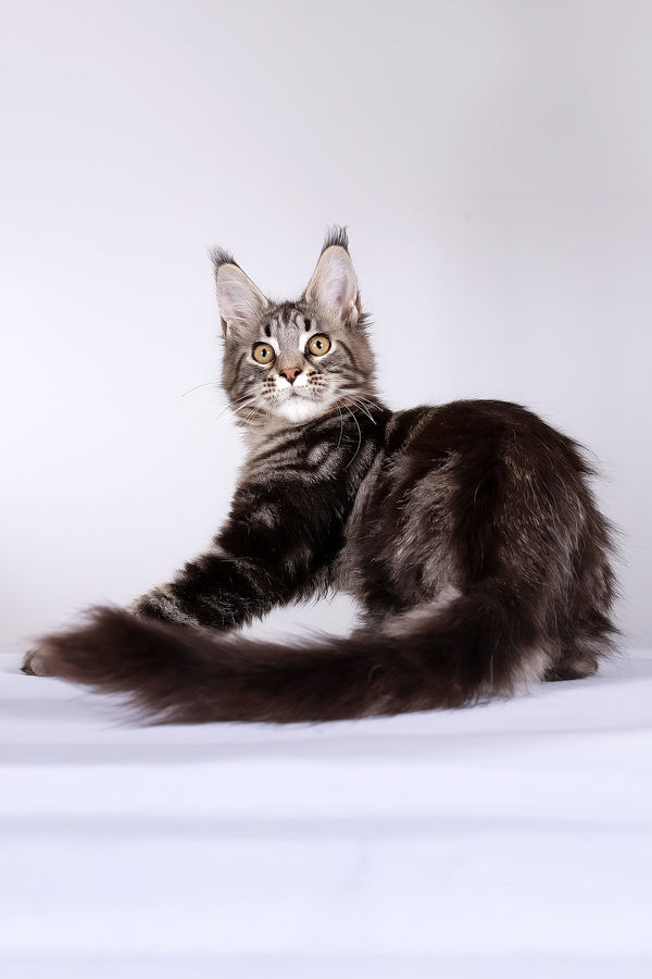 Lina | Maine Coon Kitten