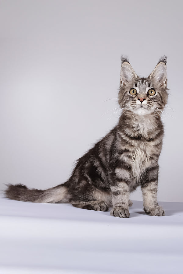 Lina | Maine Coon Kitten