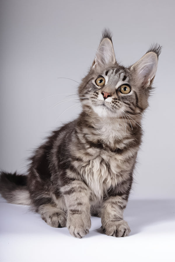 Lina | Maine Coon Kitten