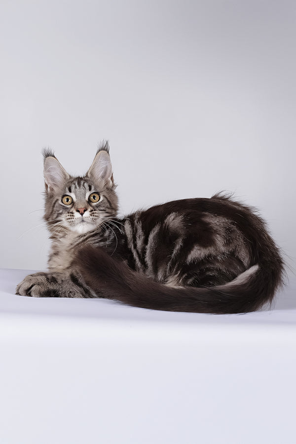 Lina | Maine Coon Kitten