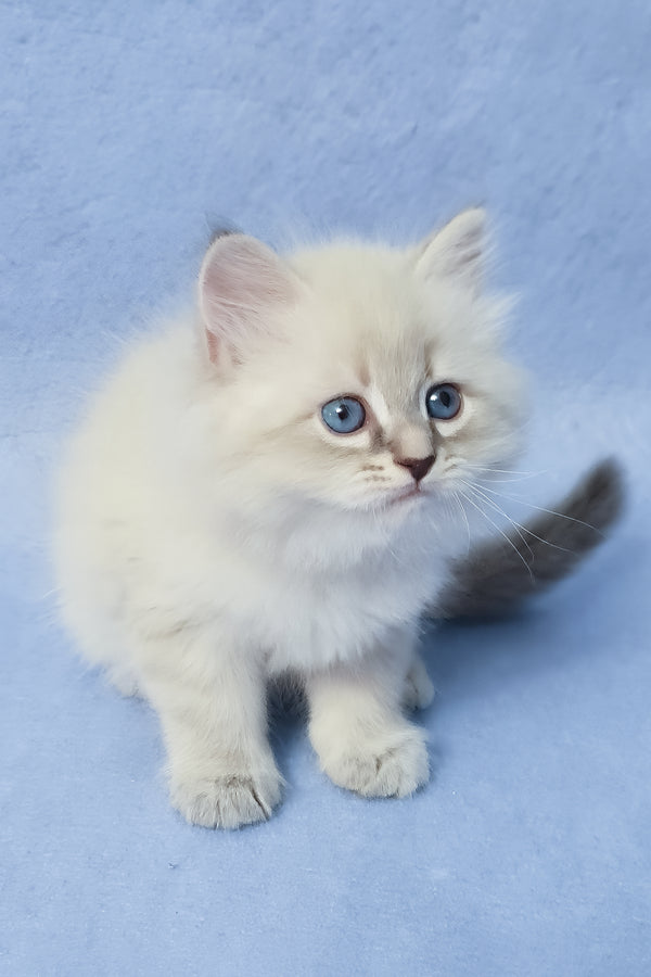 Zeus | Siberian Kitten